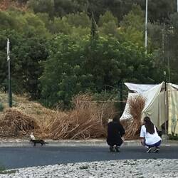 Zu Hause eines wahrscheinlich Obdachlosen mitten in der Stadt mit Haufen Katzen und angepflanzten 🍅