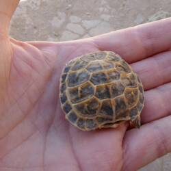 Surprisingly turtles (plus wolves, foxes, snakes & lizards) live in the desert