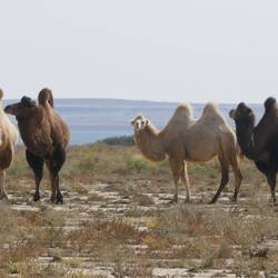 New friends (Bactrim camels) who can survive the dry and severe cold of the steppe