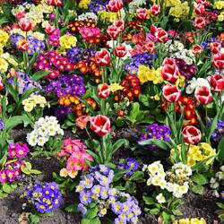 Botanic garden flower bed