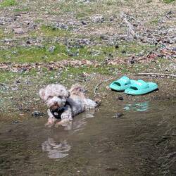 See mother - I go into water when I want to!