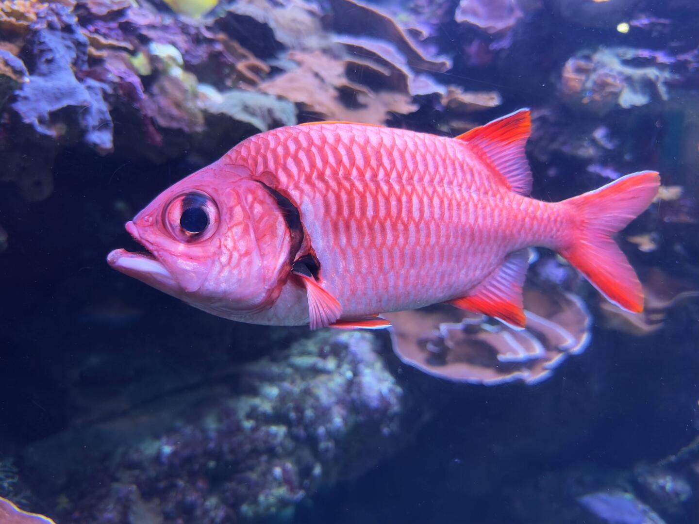 'U'u or bigscale soldierfish at the Maui Ocean Center.