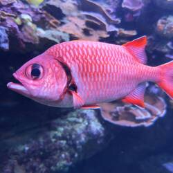 'U'u or bigscale soldierfish at the Maui Ocean Center.
