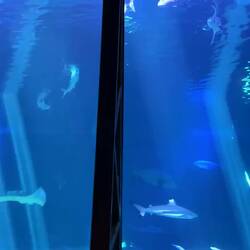 Maui Ocean Center.
