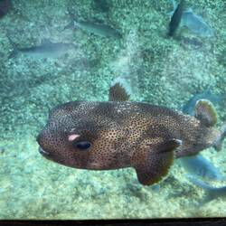 Pufferfish at the Maui Ocean Center.