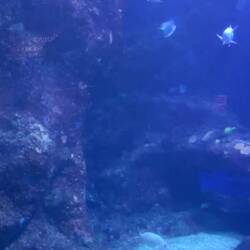 Maui Ocean Center, with black tipped reef sharks taking prime position.