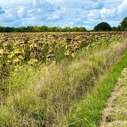 The sunflowers are looking sad now