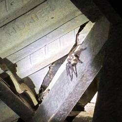 Malaysian Tarantula - it's friendly 😃