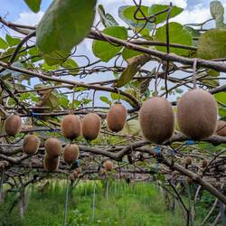 Kiwis
