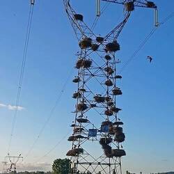 So many storks make nests on the power lines.