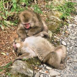 Japanmakake (Schneeaffe)