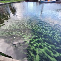 Algen sind manchmal auch dekorativ