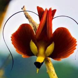 Ein Foto aus dem Internet von dem Roten Paradiesvogel