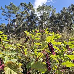 Kermesbeere (Phytolacca in der Spagyrik) - Giftig!
