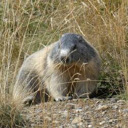 Det bliver altså det sidste billede af Marmotte i år! Men det er dem vi har været tættest på endnu