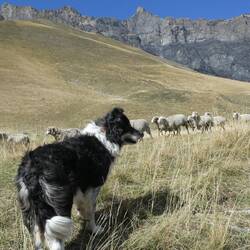 Efter at den dygtige hyrdehund har været på arbejde