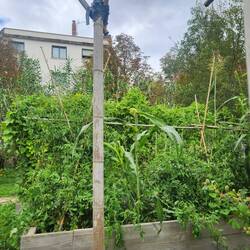 Communal garden in the park