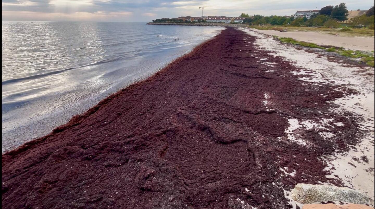 der Sturm hat die Rotalgen geradezu auf den Strand "geschmissen"