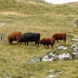 Echt jetzt! Die Kuh stillt die Kuh, die wiederum stillt. Ich dachte, dieses Thema wäre jetzt durch.