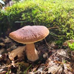 In den Niederlanden gelten komische Regeln zum Pilze sammeln, alles sehr unklar und hohe Bußgelder.