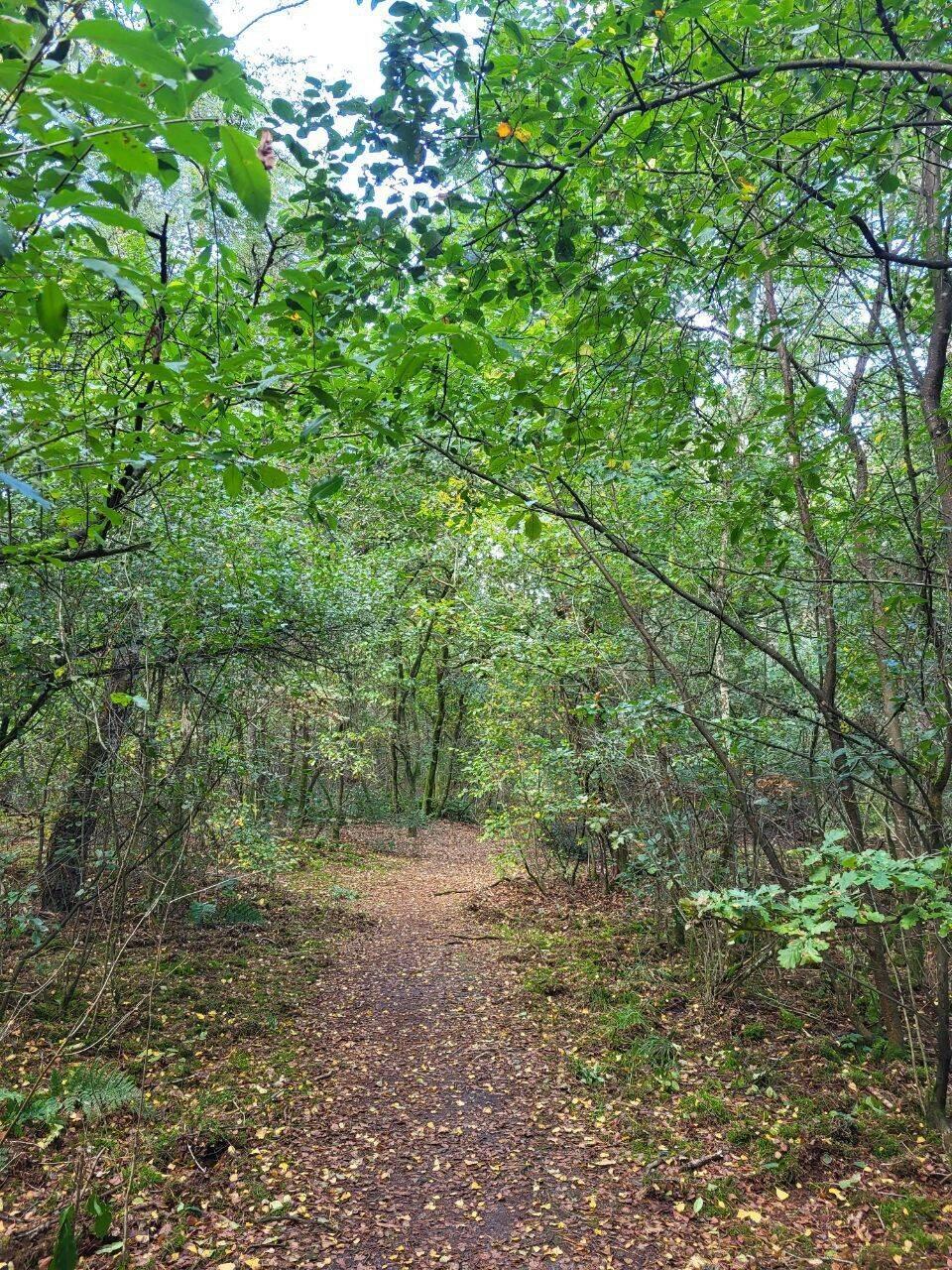Das Gebiet Veluwe, heißt "Grüne Lunge der Niederlande ". Absolut verständlich.