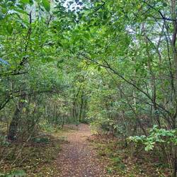 Das Gebiet Veluwe, heißt "Grüne Lunge der Niederlande ". Absolut verständlich.