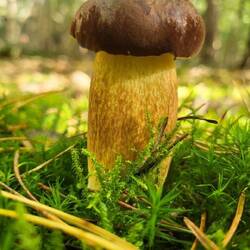 Und es waren fast nur kleine, besonders schöne und mindestens 100 Pilze.