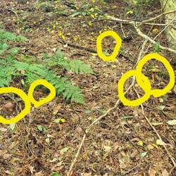Schon zu Beginn sehen wir die Pilze.