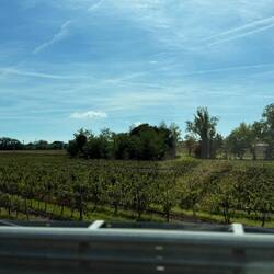 Wein im Friaul