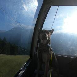 Ein Hund der sich für einen Menschen hält. 🫣🤭