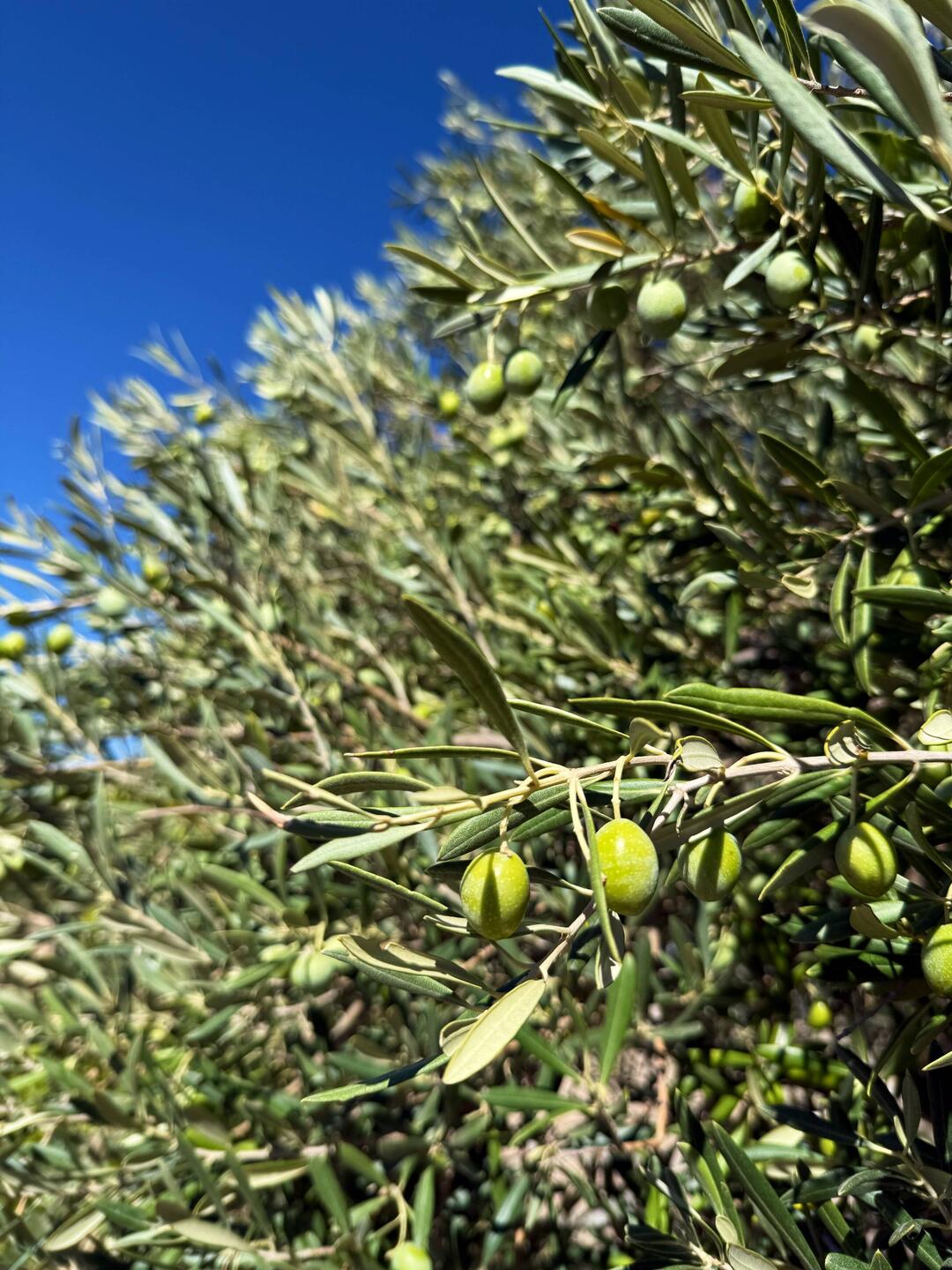 What this country is all about, olives!