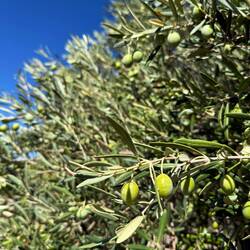 What this country is all about, olives!