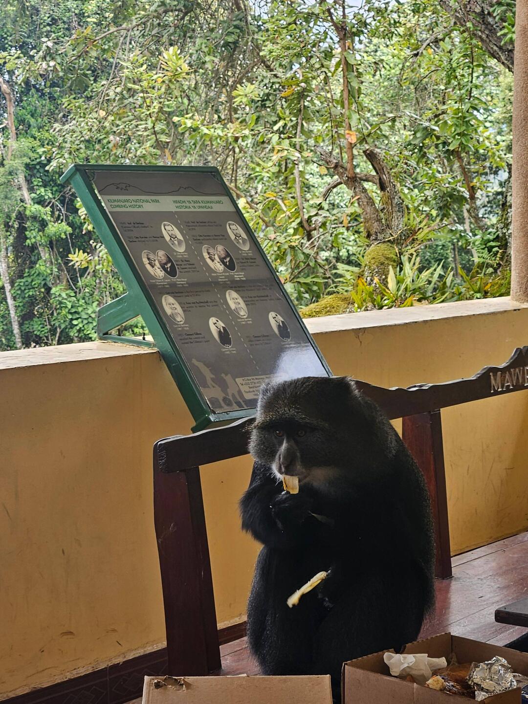 Bluesky Monkey klaut das Lunchpaket