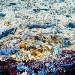 Noch besser getarnter Scorpionfisch