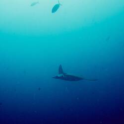 Ein Abschluss-Mobular