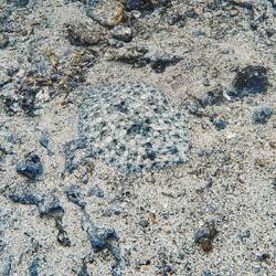 Wirklich gut getarnte Flunder