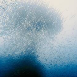 Riesiger Schwarm Barrakudas