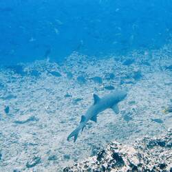 Die Weißspitze ist mittlerweile dann auch mal aufgestanden