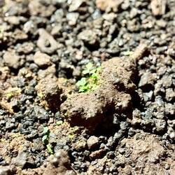 Trotz Geröll und ausschließlich künstlichem Licht wächst selbst im Lava Tunnel noch was