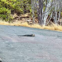 Der Iguana scheint Zoll kassieren zu wollen, er legt sich unserem Bus jedenfalls in den Weg 😅