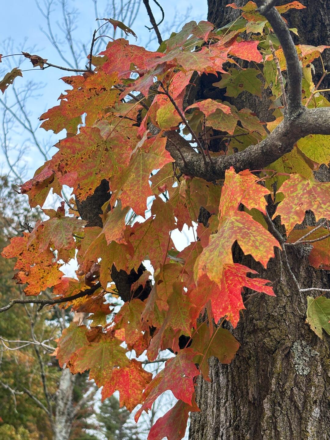Fall color is starting here