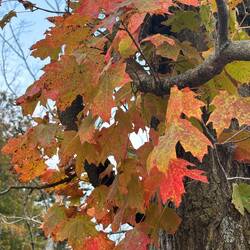 Fall color is starting here
