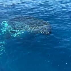 A graceful pirouette! And whale snot