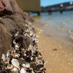 Oysters by the shore