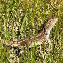 I'll stay incredibly still and hope that you won't notice me