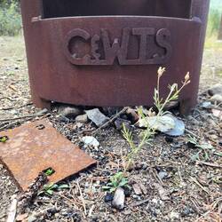 Each firepit has the Columbia Western Trail System logo