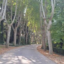 Avenues in the Palace Gardens