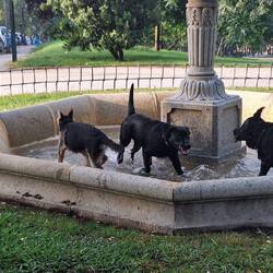 Dogs enjoying the fountain on our morning run