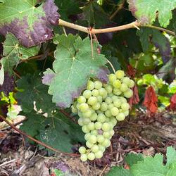 So many vineyards today 🍇