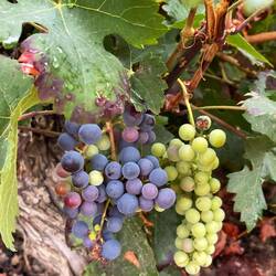 I tasted both. The green grapes were very tart, but the black one are sweet and delicious!😋